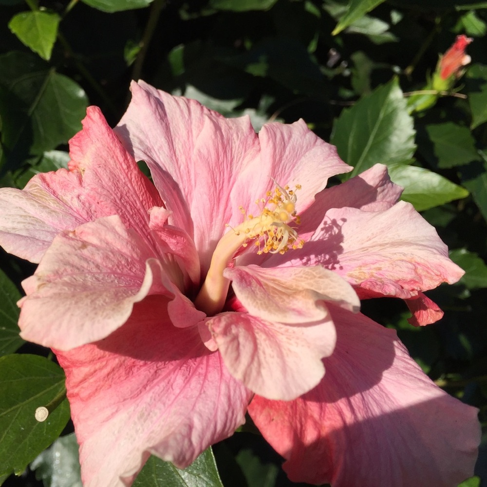 Meet your Posher, Elaina